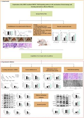 Exploration of the SIRT1-mediated BDNF–TrkB signaling pathway in the mechanism of brain damage and learning and memory effects of fluorosis